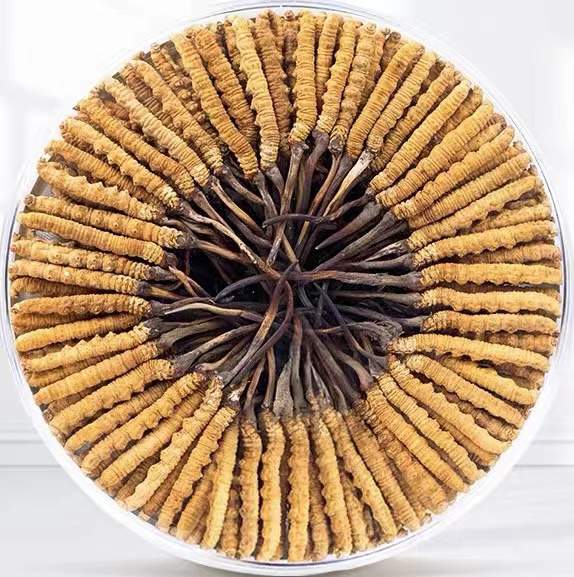 新源冬虫夏草回收